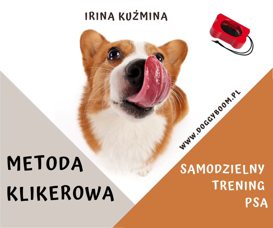 Metoda klikerowa Samodzielny trening psa